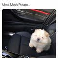 Meet Mash Potato