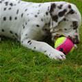 My Favorite Ball