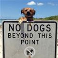 No Dogs Beyond This Point