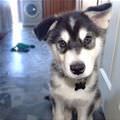 One Ear Up