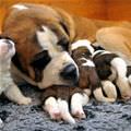 Pupp Feeding Time