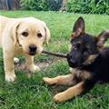 Puppers Sharing A Stick
