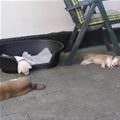 Puppies Passed Out