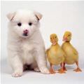 Puppy And Duckies