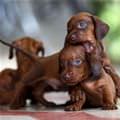 Puppy Bite Here