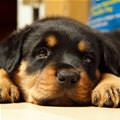 Puppy Here
