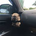 Puppy Holder