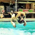 Puppy Long Jump