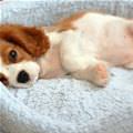 Puppy Napping