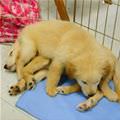 Puppy Pile