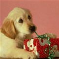 Puppy Present