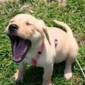 Puppy Roar