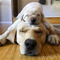 Puppy Stack