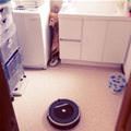 Roomba Dog