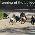 Running Of The Bulldogs