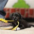 Shoe Lace Puppy
