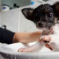 Sink Bath Puppy