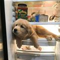 Sitting In The Fridge