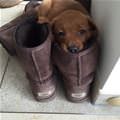 Sleeping In A Boot