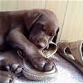Sleeping On A Sandal