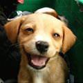 Smiling Puppy