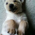 So Playful