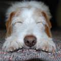 So Tired Puppy