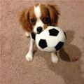 Some Fetch Please