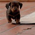 Such A Cute Puppy