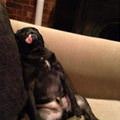 Super Passed Out
