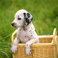 The Basket Of Puppy