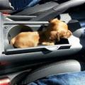 The Puppy Holder