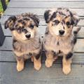 These Cute Puppies