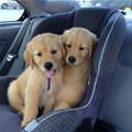 These Cute Puppies