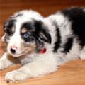 This Cute Aussie