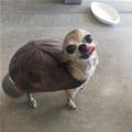 This Is My Turtle Shell