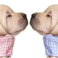 Tiny Puppy Kiss
