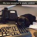 Totally Useless Co Worker