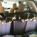 Trunk Of Puppies