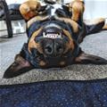 Upside Down Cuteness