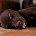 Very Sleepy Puppy