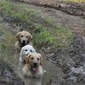 We Love The Mud