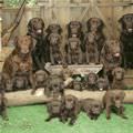 Whole Puppy Family