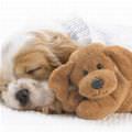 With Teddy